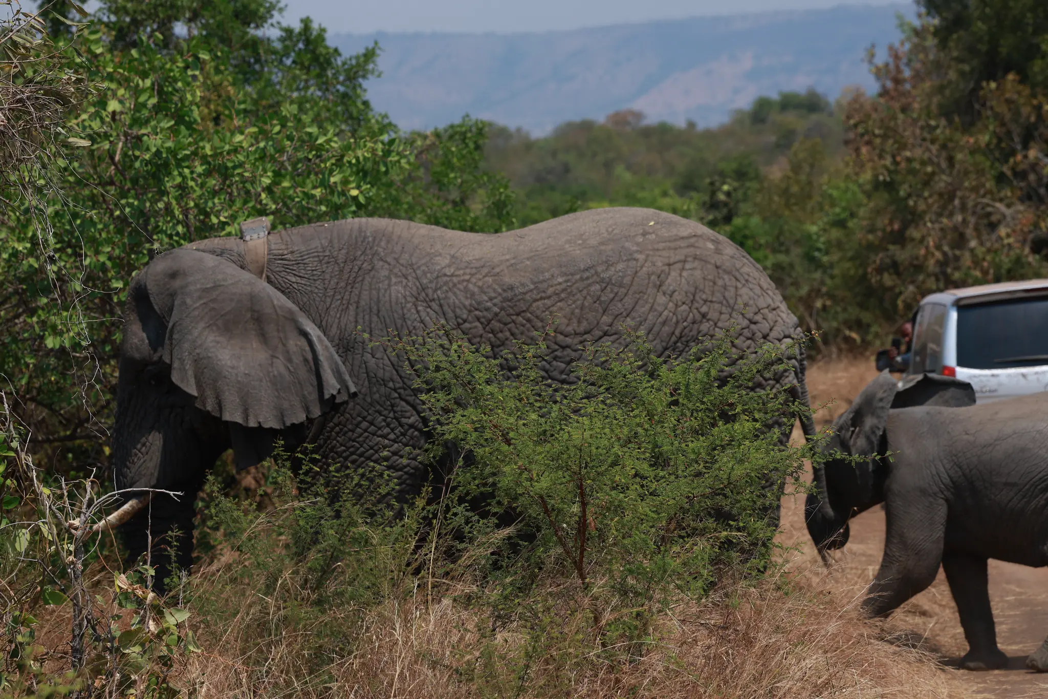 1 Day Akagera Wildlife Safari