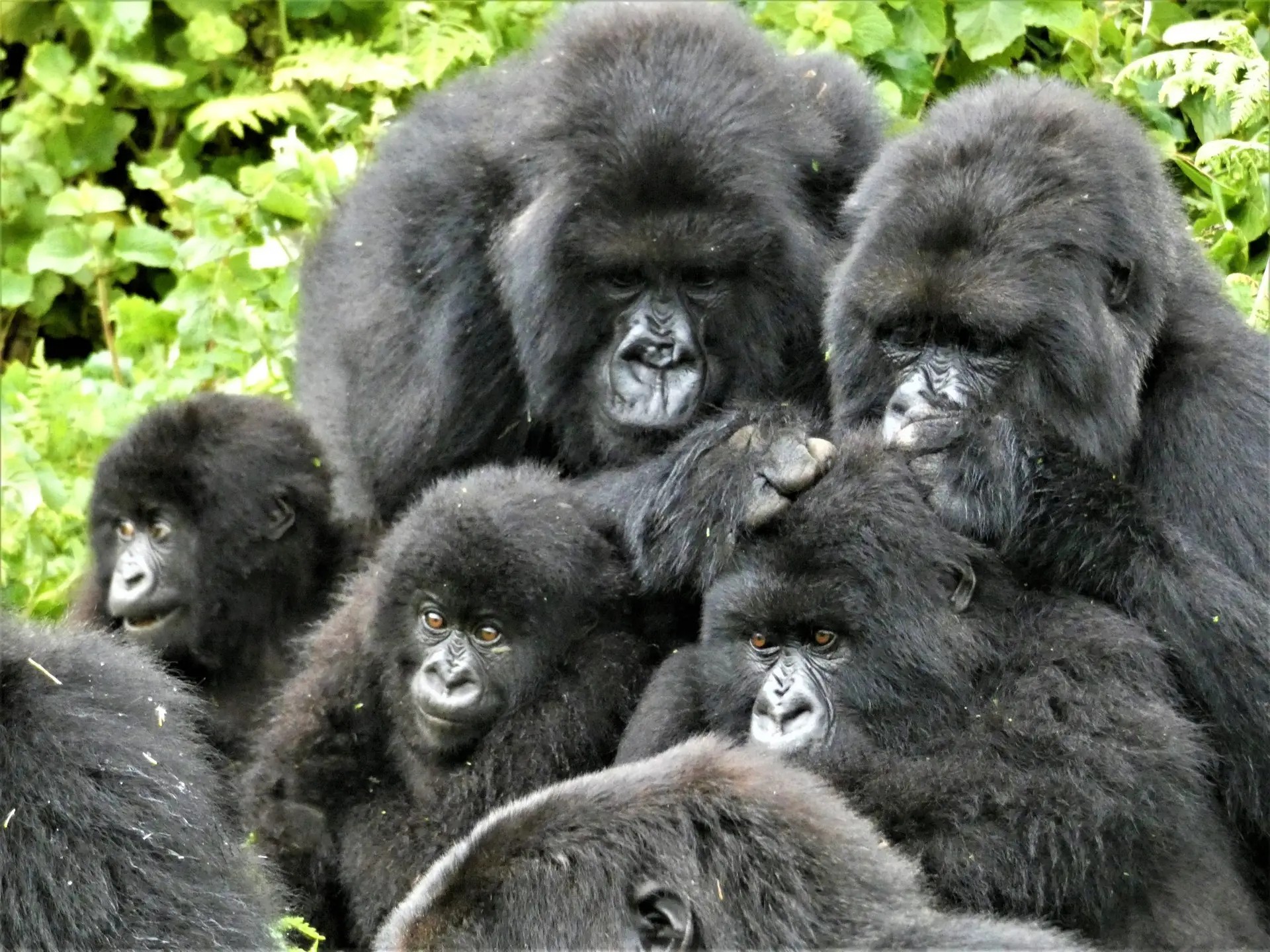 3 Days Exceptional Gorilla Trek