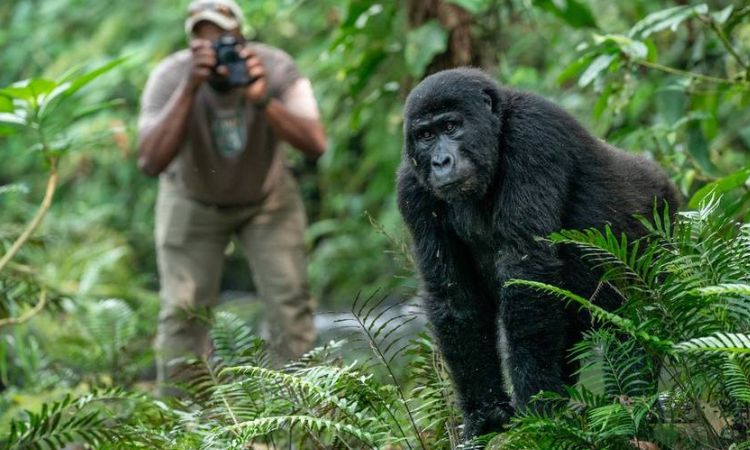 3 Days Gorilla Trek