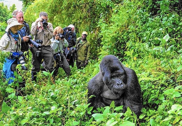 3 Days Uganda Gorilla Tour